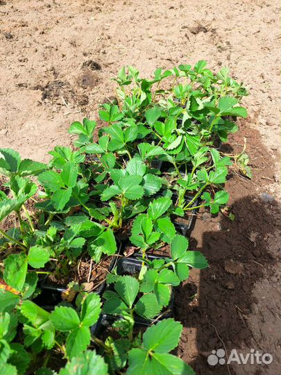 Рассада клубники Зенга Зенгана