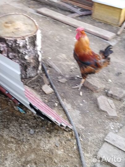 Молодые петухи