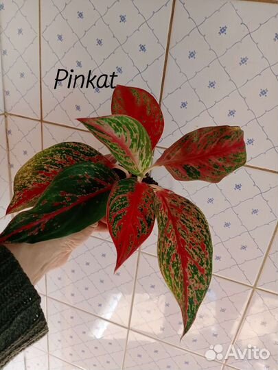 Сортовые аглаонемы