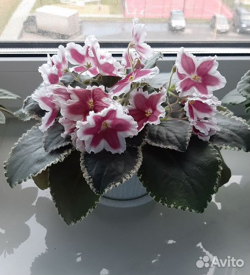 Фиалки цветущие