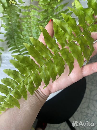 Папоротники