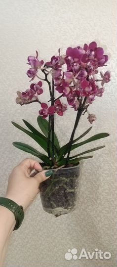 Орхидея фаленопсис пелорик