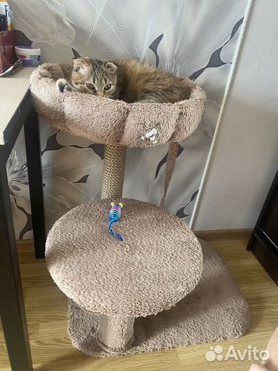 Кошка в добрые руки