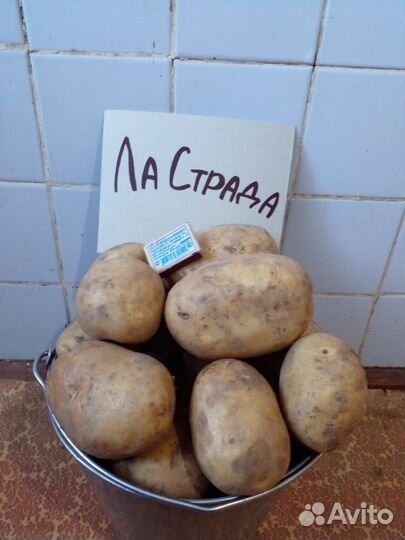 Картофель оптом