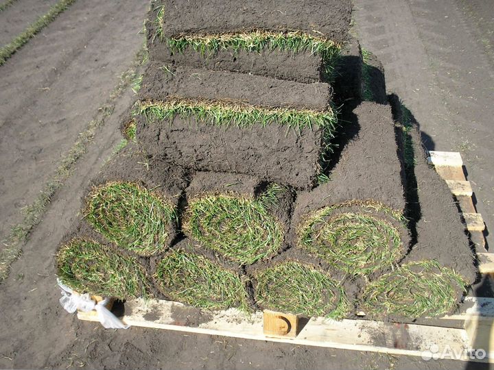 Укладка и продажа газона