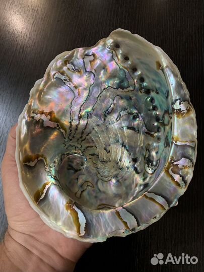 Морские ракушки раковины