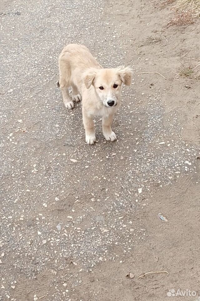 Кутята в добрые руки