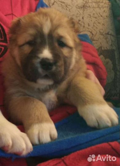 Среднеазиатская овчарка (алабай), щенки