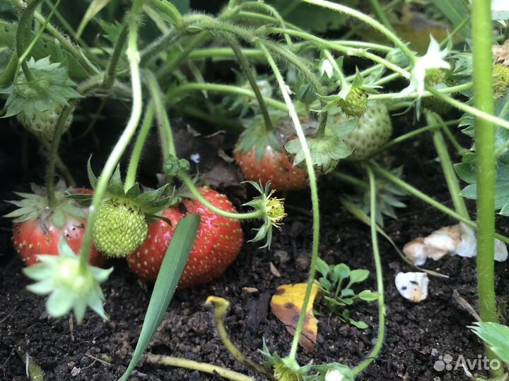 Рассада клубники