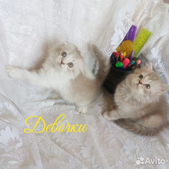 Шотландские котята