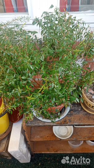 Миртовое дерево