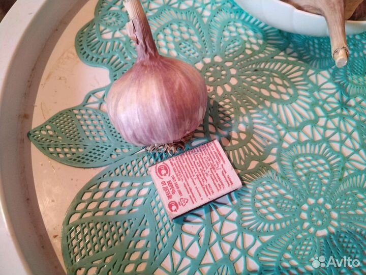 Семена чеснока озимый