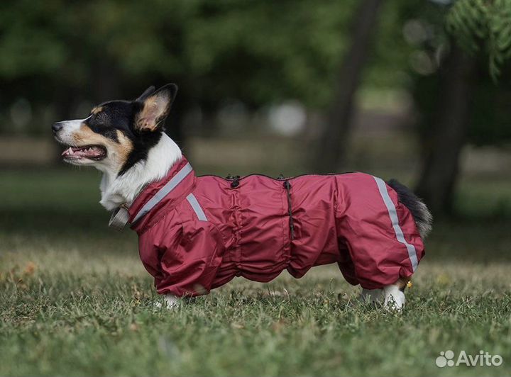 Комбинезон для собаки корги