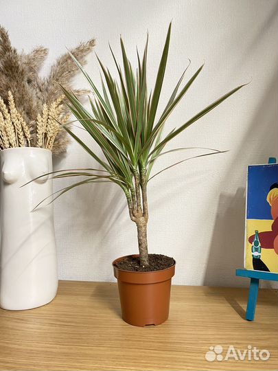 Пальма драцена биколор