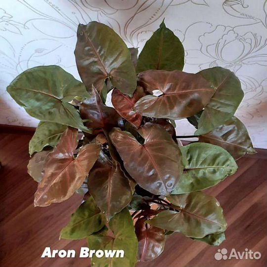 Сингониумы Ангустатум, Неон Пинк, Айрон Браун