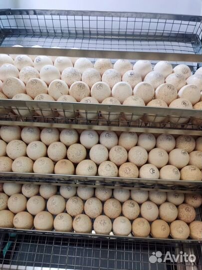 Ия сельхоз птицы опт/розница импорт