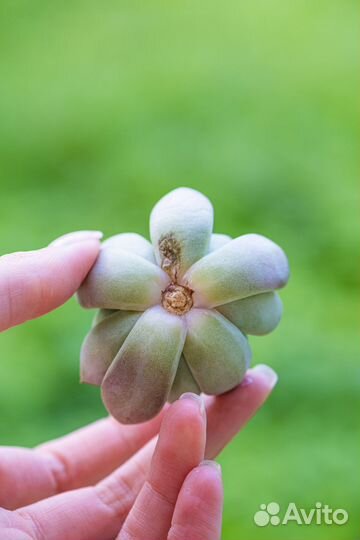 Эхеверия. Суккуленты почтой