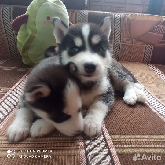 Сибирский хаски