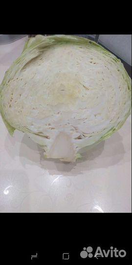Продам капусту оптом