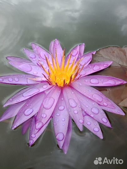 Лилии в пруд (нимфеи, кувшинки)