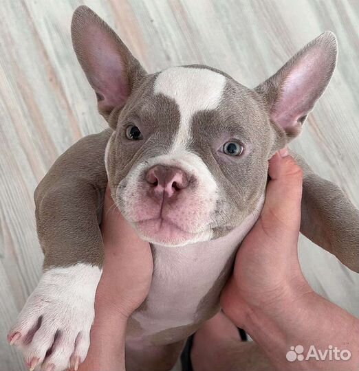 Девочка Булли 100 микро