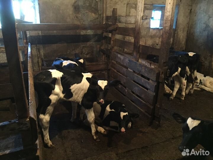 Телята бычки