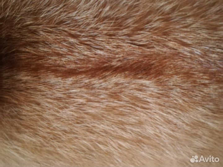 Шкура лисЫ, чернобурка,выделанная