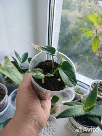 Антуриум белый Sierra White