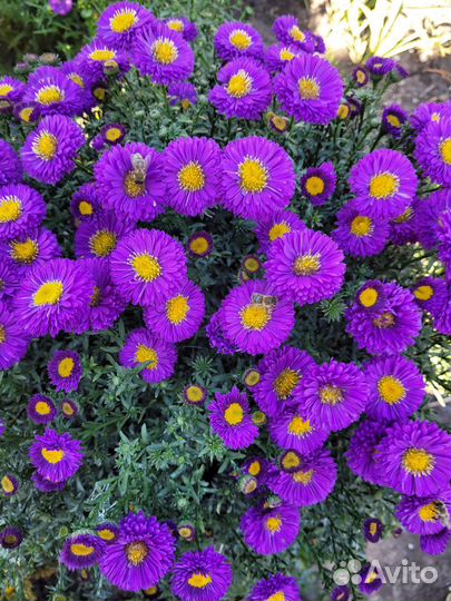 Многолетние кустовые астры