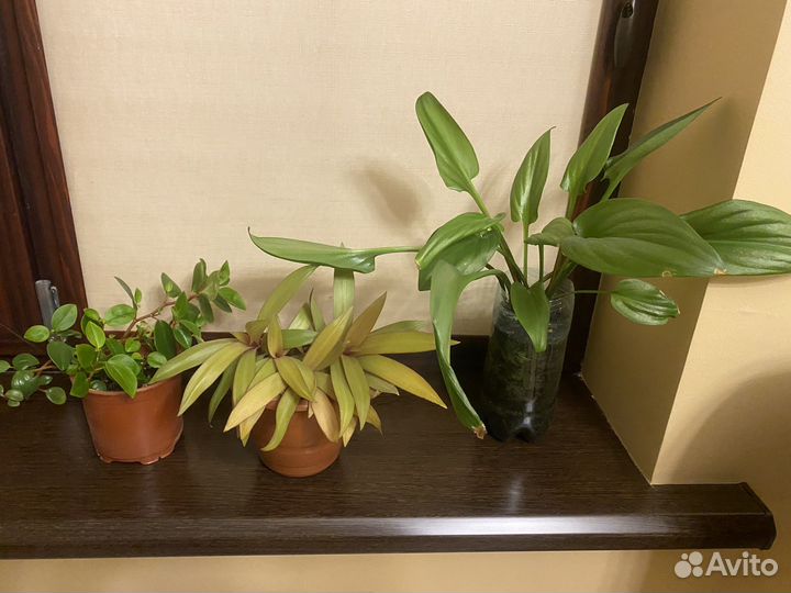 Комнатные цветы