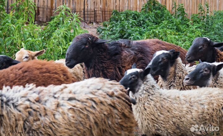 Продаются овцы