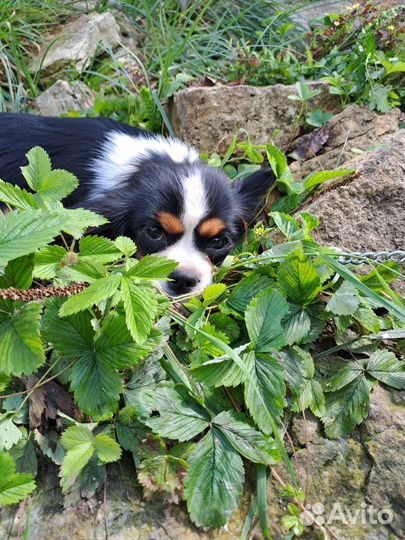 Кавалер кинг чарльз спаниель