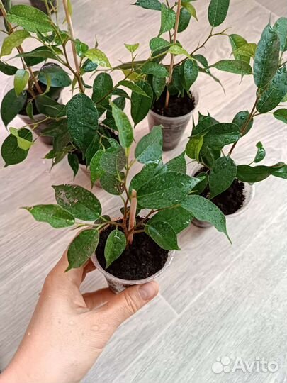 Фикус Бенджамина Наташа. Укоренённые побеги