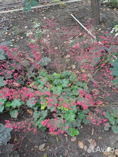 Растения гейхера