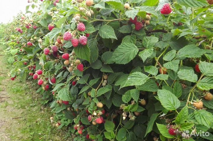 Саженцы малины ежевики