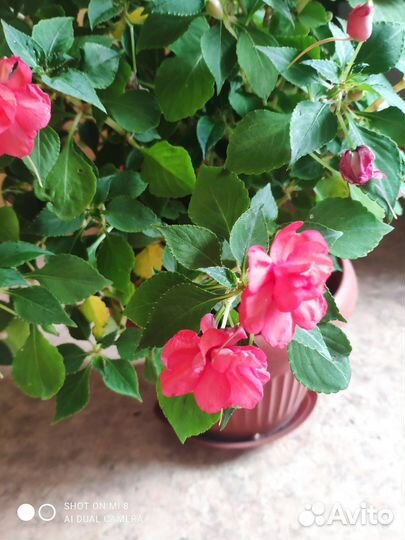 Комнатные цветы.Синги,Бальзамины,Монстера