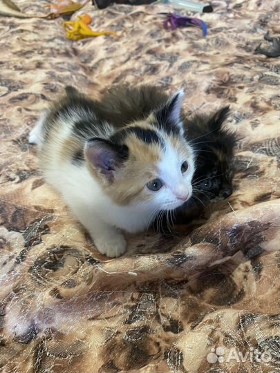 Кошка,котята пушистые,трехцветные