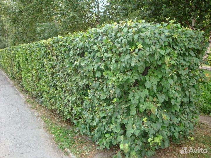 Яблоня ягодная для живой изгороди