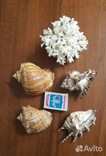 Морские кораллы, ракушки для аквариума