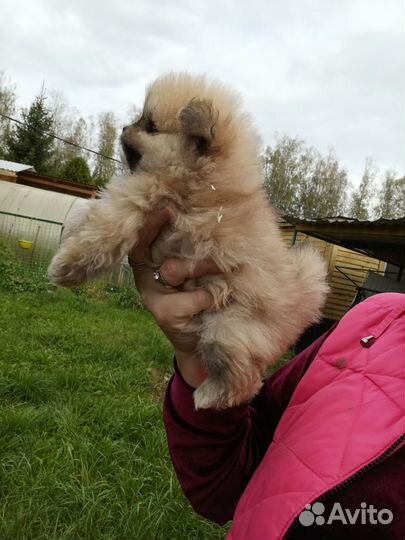 Померанский шпиц с документами