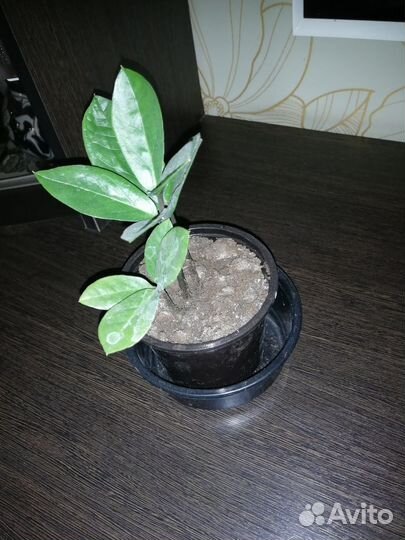 Замиокулькас