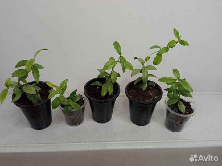 Бегония, мирт и др