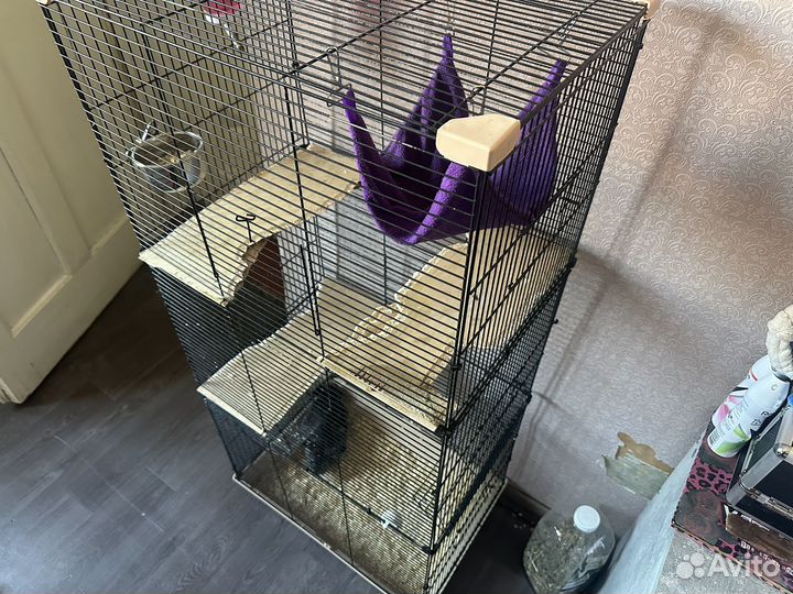 Клетка для грызунов большая бу. Шиншила мальчик