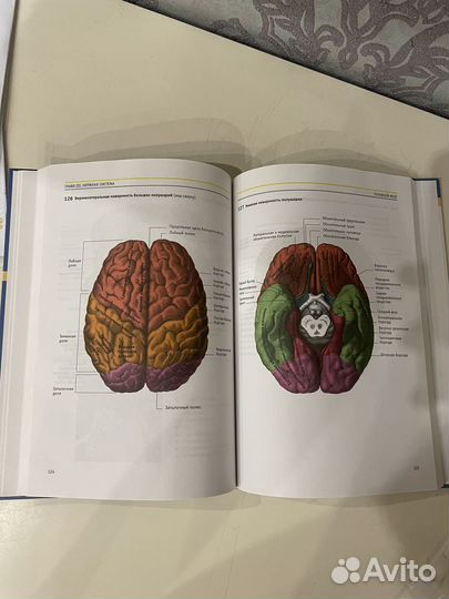 Книга Атлас анатомии человека (Биология)