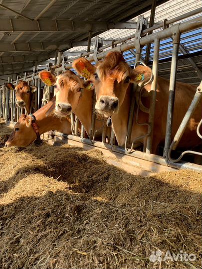 Нетель Джерси