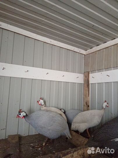 Цесарки самцы