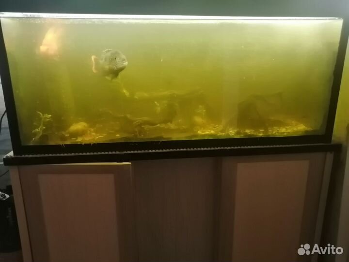 Аквариум с тумбой 200 литров