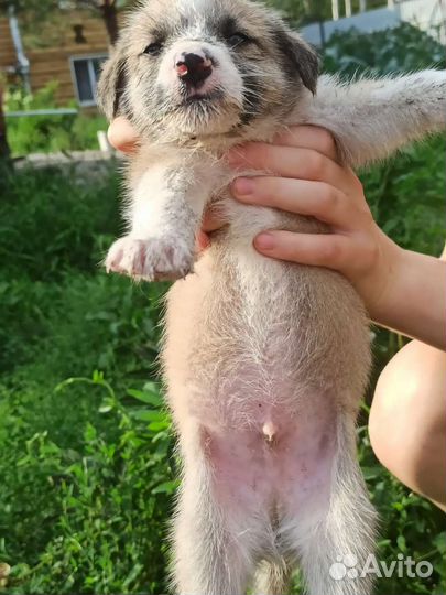 8 щенков с доставкой