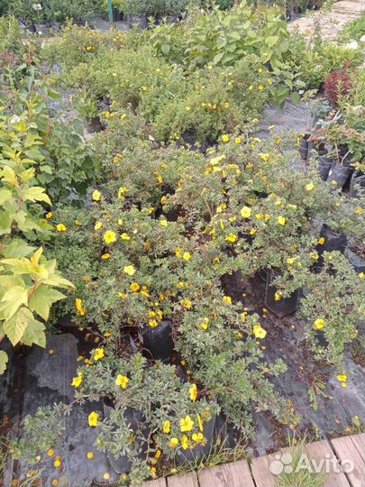 Лапчатка кустарниковая