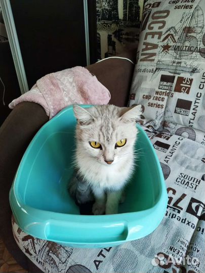 Кошка в дар за 1